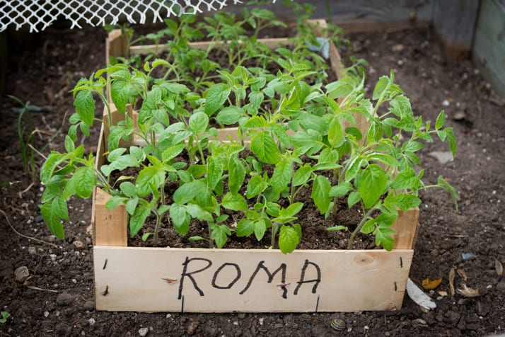 roma-tomato-plants